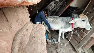 Australian Cows Enjoying the Outdoors l Cow Video l My Village My Life