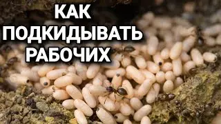 Как правильно подкидывать рабочих к матке. Заморозка и утопление. 