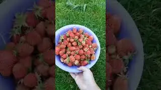 #дача