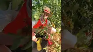 НАЧАЛИ ЗАЖИГАТЬСЯ ТОМАТЫ 🍅🥰Урожая в этом году очень много будет 🥒