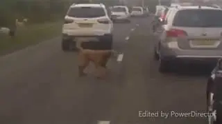 Running with the Dogs and Dodging Dick Heads