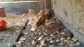Little Hens