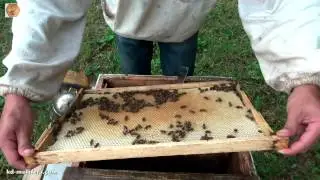 10 дней после заселения