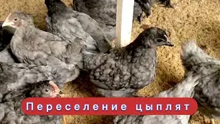 Голубой доминант! Переселение в курятник!