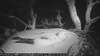Bald eagle weathers a snowstorm at 200x