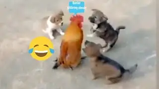 Horoz ve köpek kavgası. Gülmek bedava😁