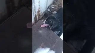 Собака лизнула железо на морозе и прилипла