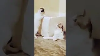 Cute Kitten Fight / Cat Fight / Funny Cat