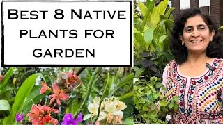 Best 8 Native Plants for garden(in English only) : Flowering, Perennial and very easy to maintain.
