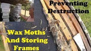 Wax Moth Prevention in Frame Storage