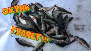 Окунь есть, и не мало!!!) Зимняя рыбалка на окуня. Подлёдный лов окуня.