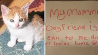 Abandoned Kitten Found With Tearful Note From a Child