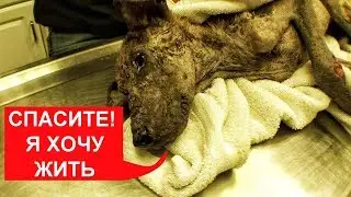 СПАСЛИ УМИРАЮЩУЮ СОБАКУ (выпала шерсть, короста, клещи) Ветеринарное ранчо на русском