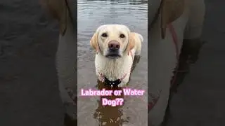 Labrador Retriever or WaterDog!? #dog #swimming #lake #babydog #cute #funny #labrador #puppy #love