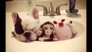 Adorable French Bulldog Pictures