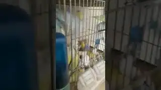 Kuslarimiz yola cikti
