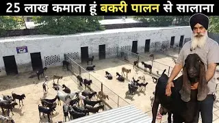 सरदार साहब का सफल Goat Farming Model | Goat Farming In India Hindi