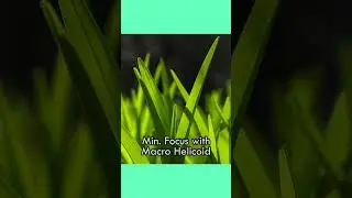 Spring Macro Photography with DLX Stretch
