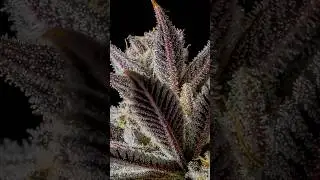 Neil To Heaven Platinum Seeds