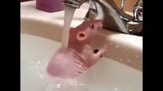 Лысая крыса купается под струей воды