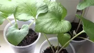 Мои Растения