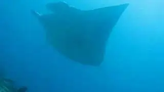 Manta at Makandu Outside