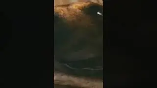 собака  улыбается