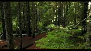 Beautiful video pictures from a German forest, taken by Dennis Herzog, a photographer