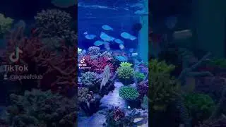 reef aquarium #reefcommunity #marineaquarium #saltwateraquarium #reefcommunity #fish
