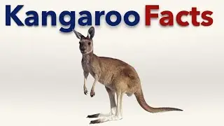 Kangaroo Facts