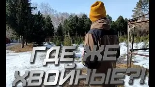 Как выбрать хвойное растение для своего участка? Пытаемся разобраться.Влог полу-влог.#весна#деревья