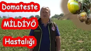 Domates Mildiyö Hastalığı🕵️‍♀️Nedir?