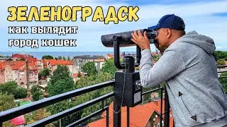 Зеленоградск | Чем заняться в городе кошек