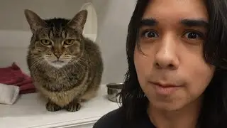 we met a grumpy cat