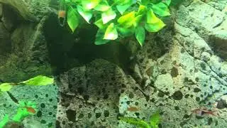 Amano shrimp character