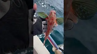 fresh sea robin fish 