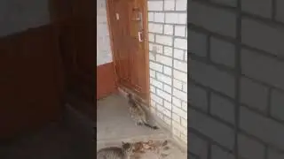 Кошка умеет открывать дверь.