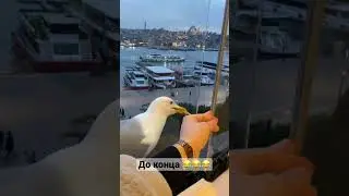 Зажрались чайки, хлеб не едят !