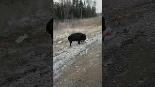 Накормил семейство кабанов у дороги.