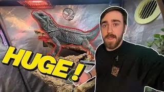 My Journey to Raising a HUGE Dragon! | Sailfin Dragon Update