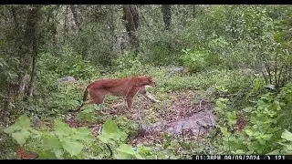 Fototrampeo en sierra de Tamaulipas (PUMA-OSO NEGRO)