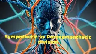 Fight or Flight vs Rest and Digest