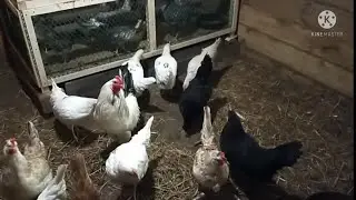 купила кур, цыплят.