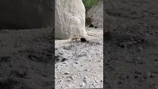 Лиса цапала за зад медведя, который копался в заначке: забавные кадры с Итурупа