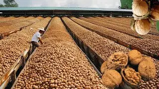 How California harvests MILLIONS of tons of walnuts for the world's food supply.