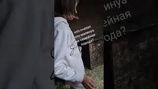 #малинуа #собака ##семья