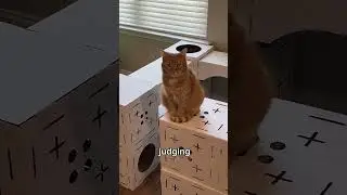 LIVING 24 HOURS LIKE MY CAT 