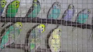 Птенцов бросили родители.  Резкая смена погоды!