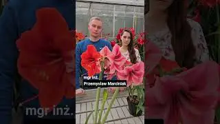 NOWE ODMIANY HIPEASTRUM W SGGW 