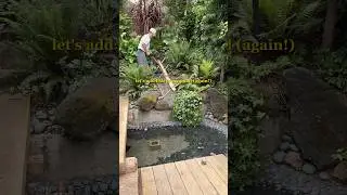 getting fish for my pond (again!) 